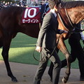 Photos: ｾﾞｰｳﾞｨﾝﾄ(1回中山7日 11R 第58回 ｱﾒﾘｶｼﾞｮｯｷｰｸﾗﾌﾞｶｯﾌﾟ(GII)出走馬)