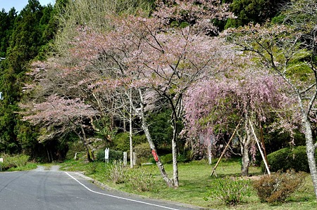 1005030900_DSC_3032
