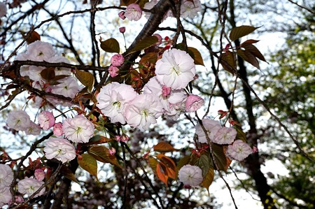 1005031552_DSC_3832