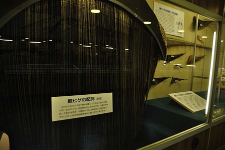 1009191356_DSC_1887
