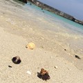 おかやどかりと貝殻in小野津の海