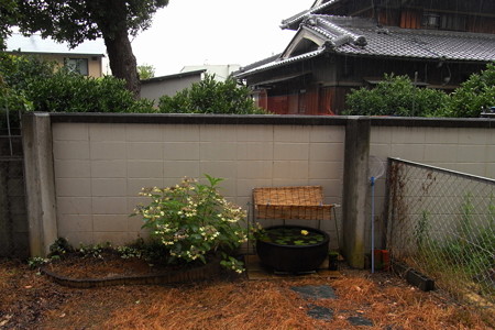 雨