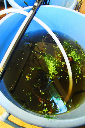 泥水