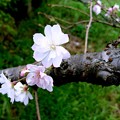 十月桜