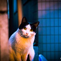Photos: 祝！猫の日(ΦωΦ)