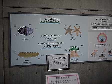 潮だまり