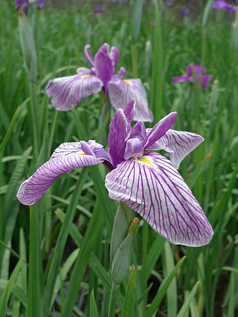 高瀬裏川花しょうぶまつり(2)