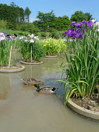 みやこ町豊津運動公園内の花菖蒲公園(13)