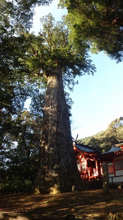 yamurasugi_p02