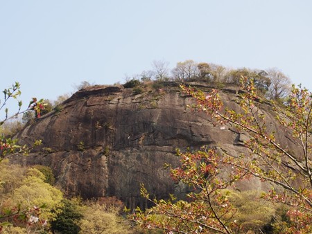 iwadonosan37