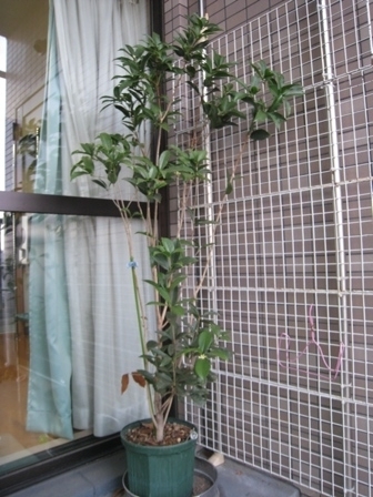 随分葉が落ちました