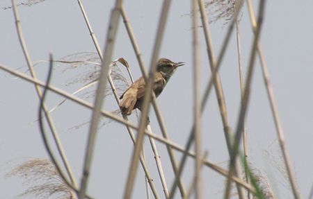 オオヨシキリ1