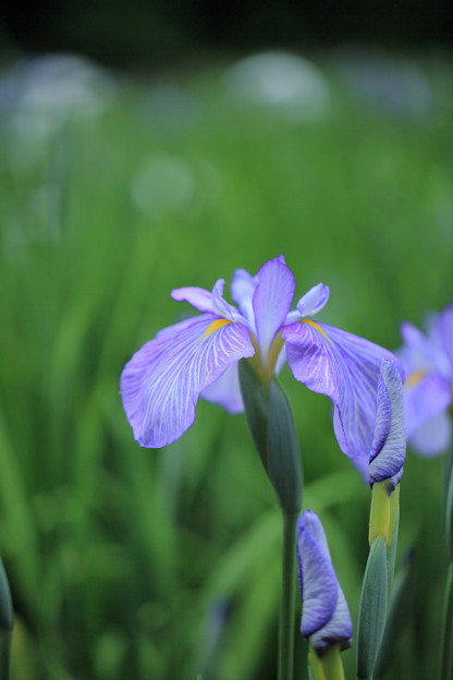 花菖蒲