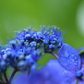 紫陽花　ブルースカイ