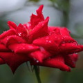 真紅のバラ　滴
