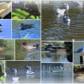 鶴岡八幡宮　リス　ユリカモメ　カモ　アオサギ