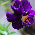 フリルビオラ　紫