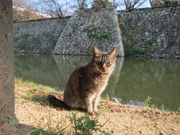 Photos: 石垣と猫