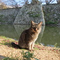 Photos: 石垣と猫