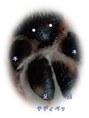 テディベァ?