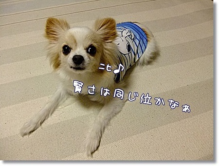 同じ?