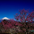 Photos: 梅と富士山