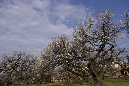 梅林公園 (2)
