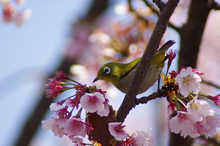 安行桜とメジロ (2)