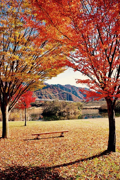 宮ヶ瀬ダム湖畔 紅葉深まる暖かい日差し 1611 写真共有サイト フォト蔵