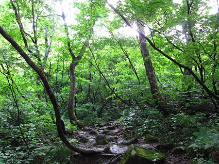 c-110710-070550 登山道の様子