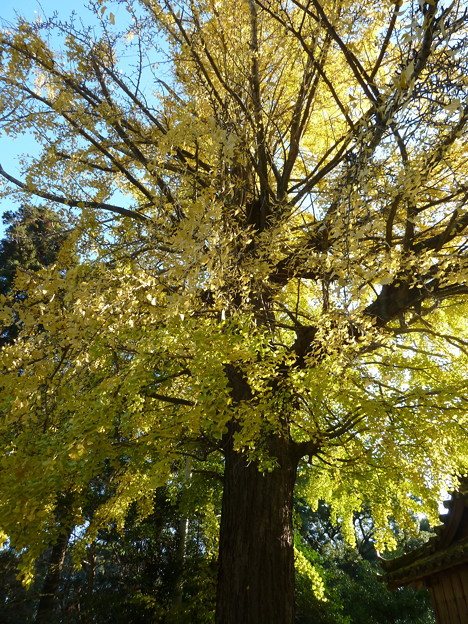 18_恩山寺 (4)