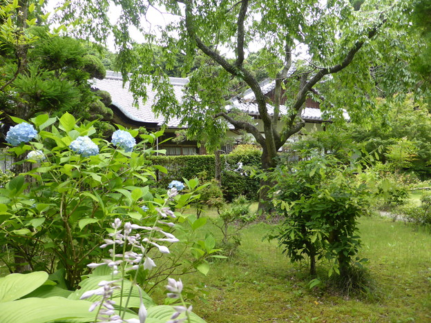 伽耶院のしだれ桜とアジサイ