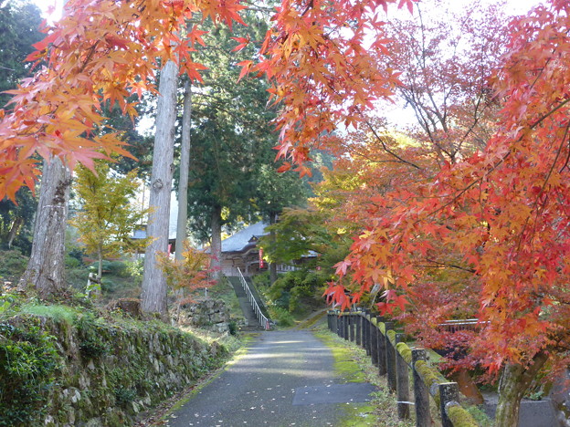 文保寺　参道のモミジ