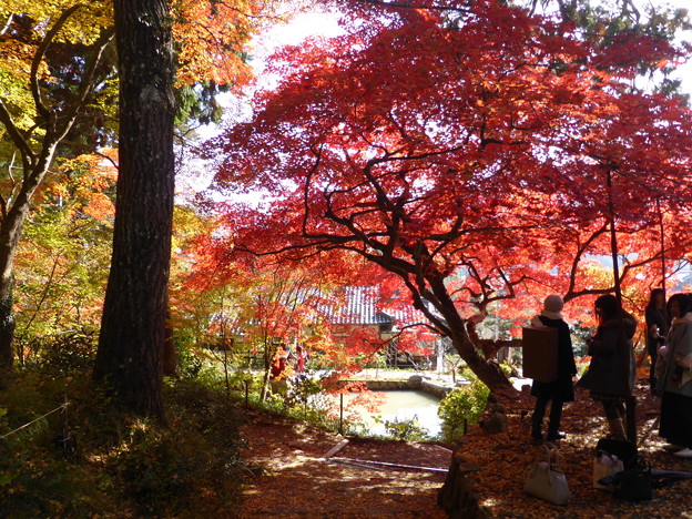 大國寺のモミジ