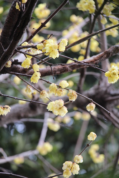 IMG_1950 写真: IMG_1950