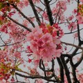 熱海の大寒桜