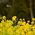 菜の花を啄むヒヨドリ