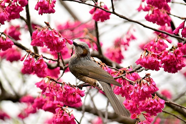 ヒヨドリと寒緋桜