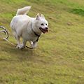 犬運動会