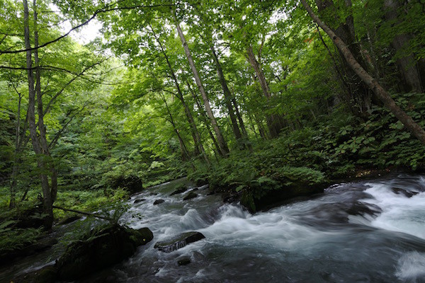 ８月といえ新緑のような緑と涼しげなせせらぐ音に包まれる