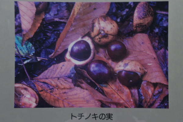 直撃したらヤバそうなのは「トチノキの実」だった