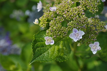 D3B_3538