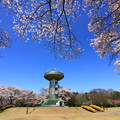 Photos: 143 十王パノラマ公園  桜