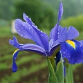 雨、大好き