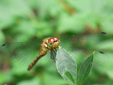 20100807_133138