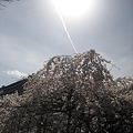 2010.3 桜