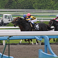 2011年中央競馬(京都・阪神)