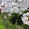 24年4月桜