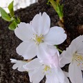 2013年桜（目黒川）
