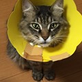Photos: えりまき猫